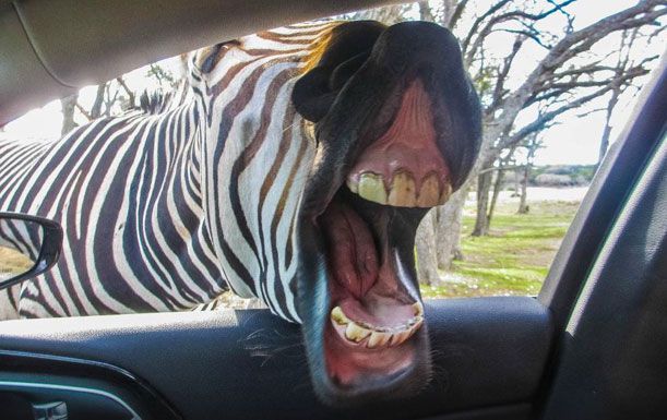 Fossil rim wildlife center discount coupons