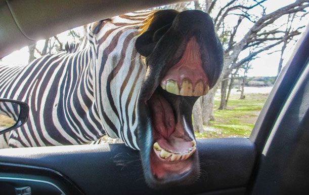 fort worth drive in zoo