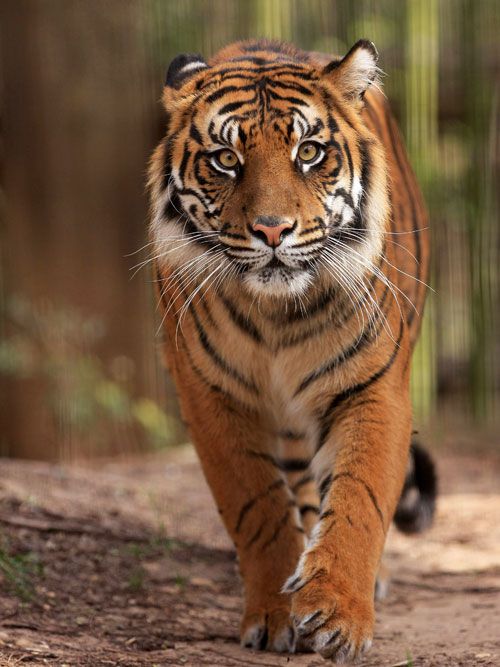 Cameron Park Zoo Hours and Ticket Prices | Tour Texas