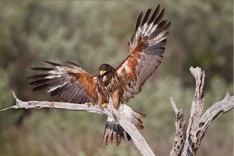 Events in Laredo Tour Texas