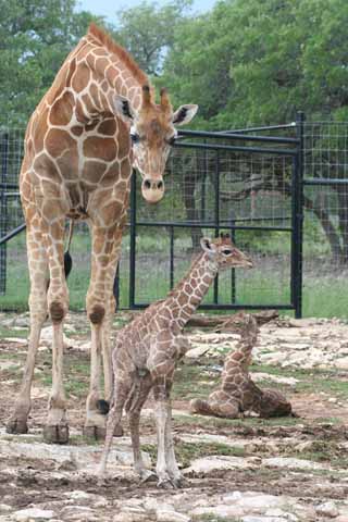 Wildlife safari san antonio coupons Product Features The Wild Safari Wildlife series was designed for the hands of the Explore Amazon Devices · Fast Shipping · Shop Our Huge Selection · Deals of the Day2,,+ followers on Twitter.