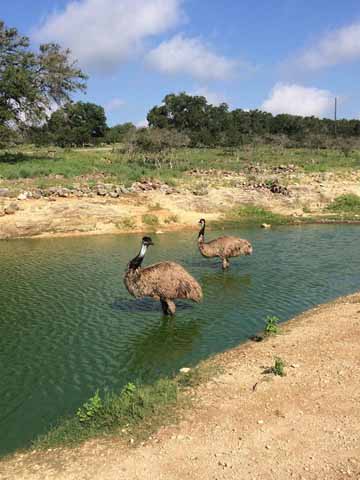 Natural bridge wildlife ranch coupons and discounts