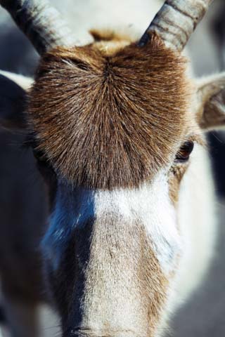 san antonio safari and adventure park