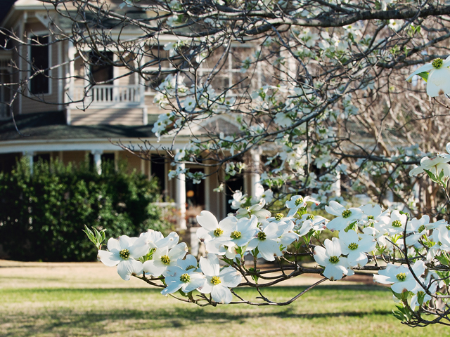 Blooming dogwoods in front of a historic home in Palestine, Texas.