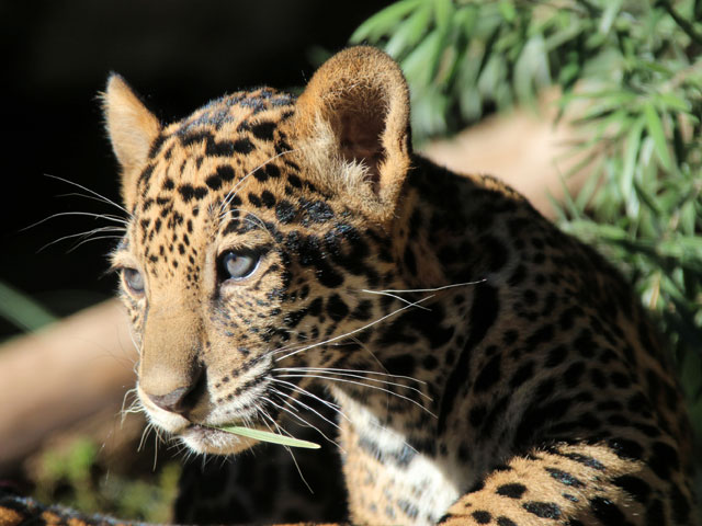 san antonio zoo ticket prices san antonio zoo ticket prices