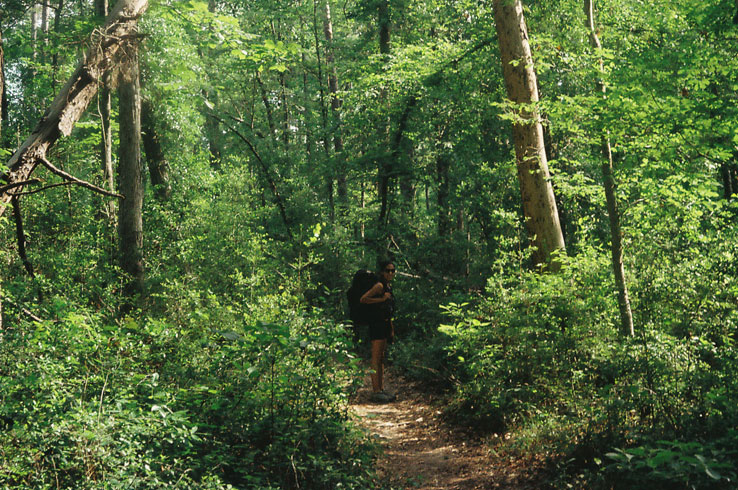 Explore the Lone Star Hiking Trail, Texas' longest hiking trail that is located in the Sam Houston National Forest.