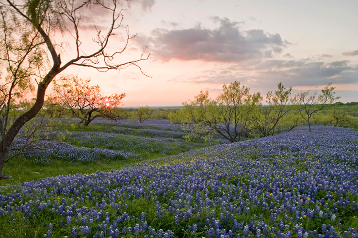 A field of blooming bluebonnets signifies the coming of spring in Texas.