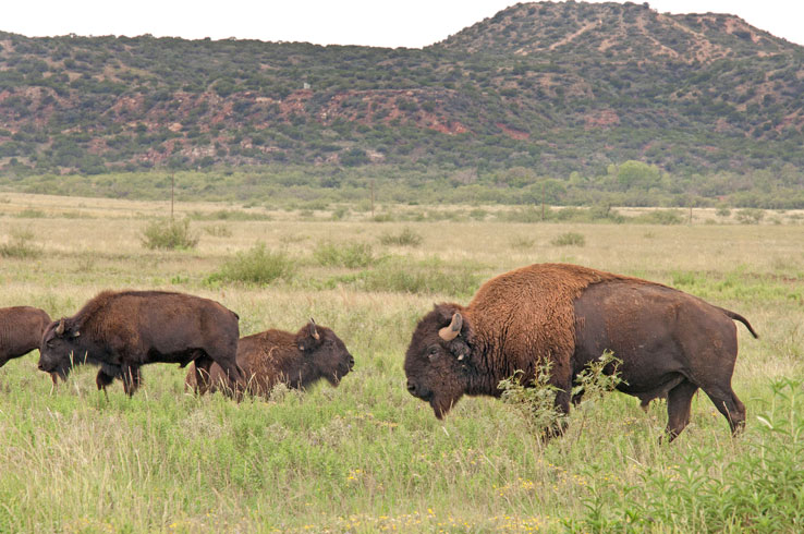 best places in texas to visit in summer