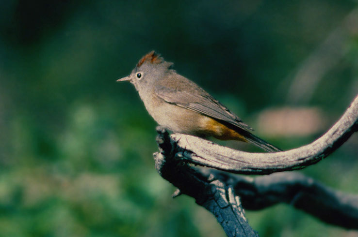 Big Bend is the only place in the country where you can find the Colima Warbler.