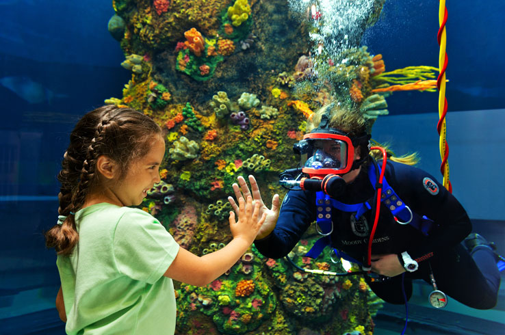 New at the Aquarium Pyramid is diver presentations.