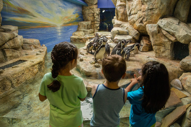 Discover The Exciting New Aquarium Pyramid At Moody Gardens Tour