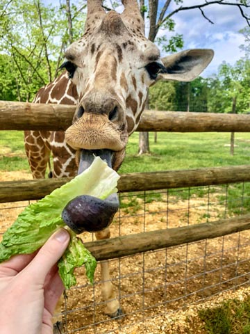 safari in texas near dallas