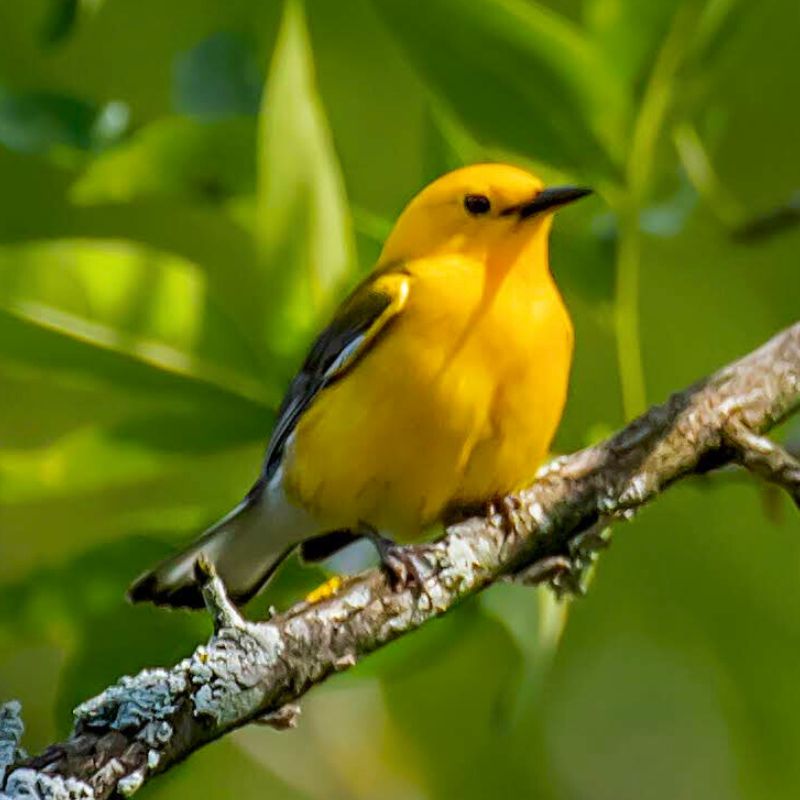 Heard Natural Science Museum and Wildlife Sanctuary