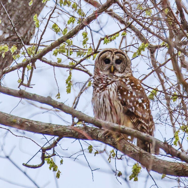 Heard Natural Science Museum and Wildlife Sanctuary