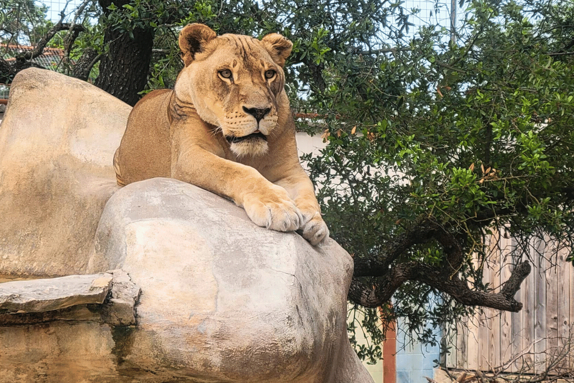 Austin Zoo