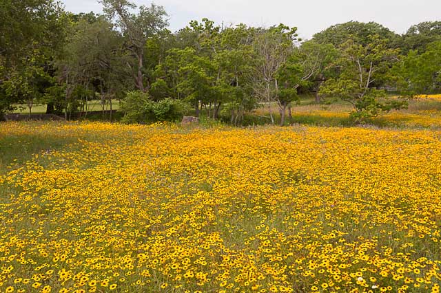 Texas Tropical Trail Region