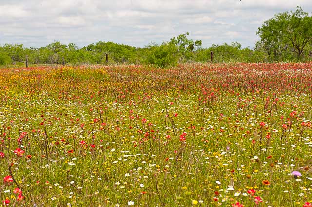 Texas Tropical Trail Region