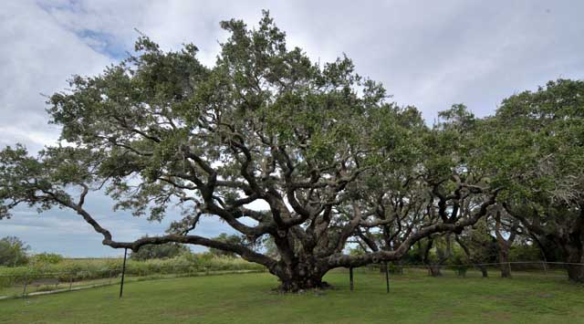 Texas Tropical Trail Region
