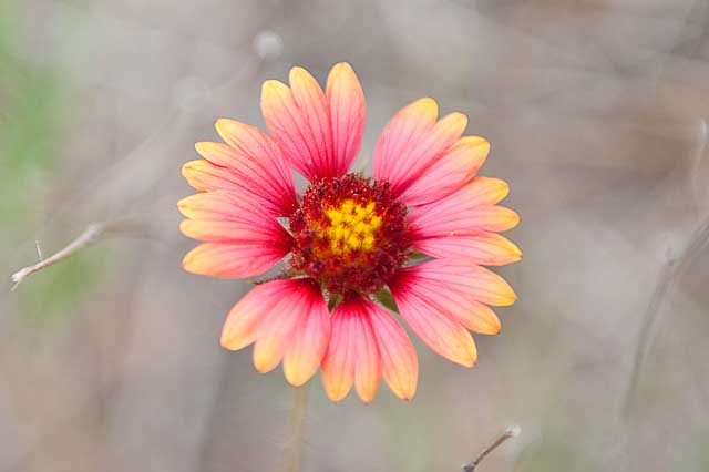 Texas Tropical Trail Region