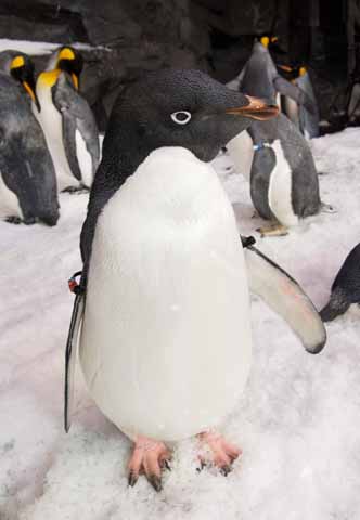 SeaWorld® San Antonio