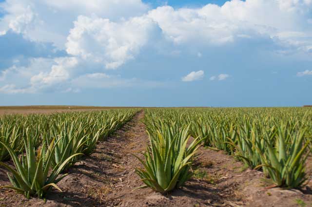 Texas Tropical Trail Region