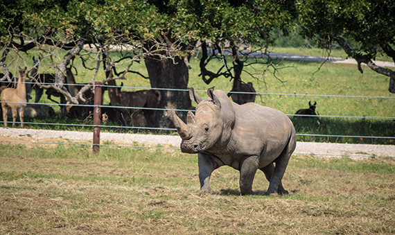 Texas Zoofari Park