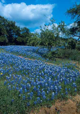 Texas Bluebonnets