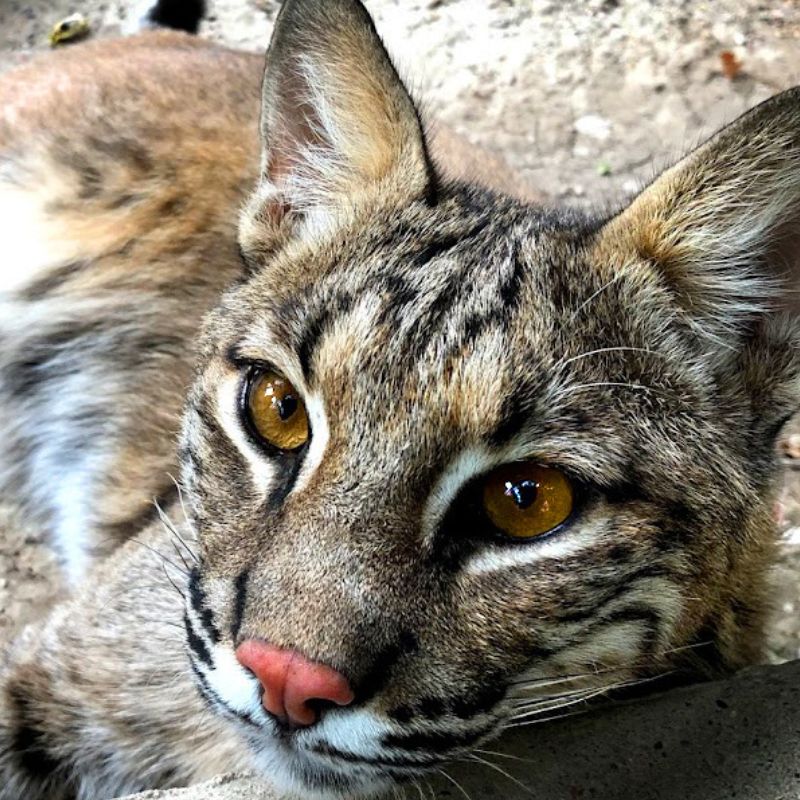 Heard Natural Science Museum and Wildlife Sanctuary