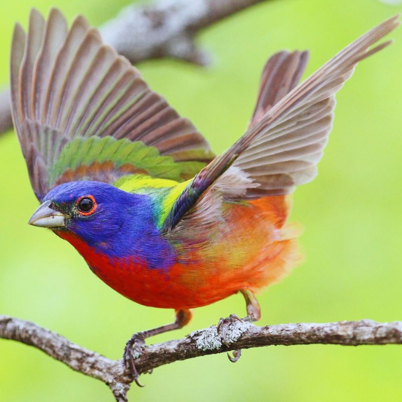 Heard Natural Science Museum and Wildlife Sanctuary