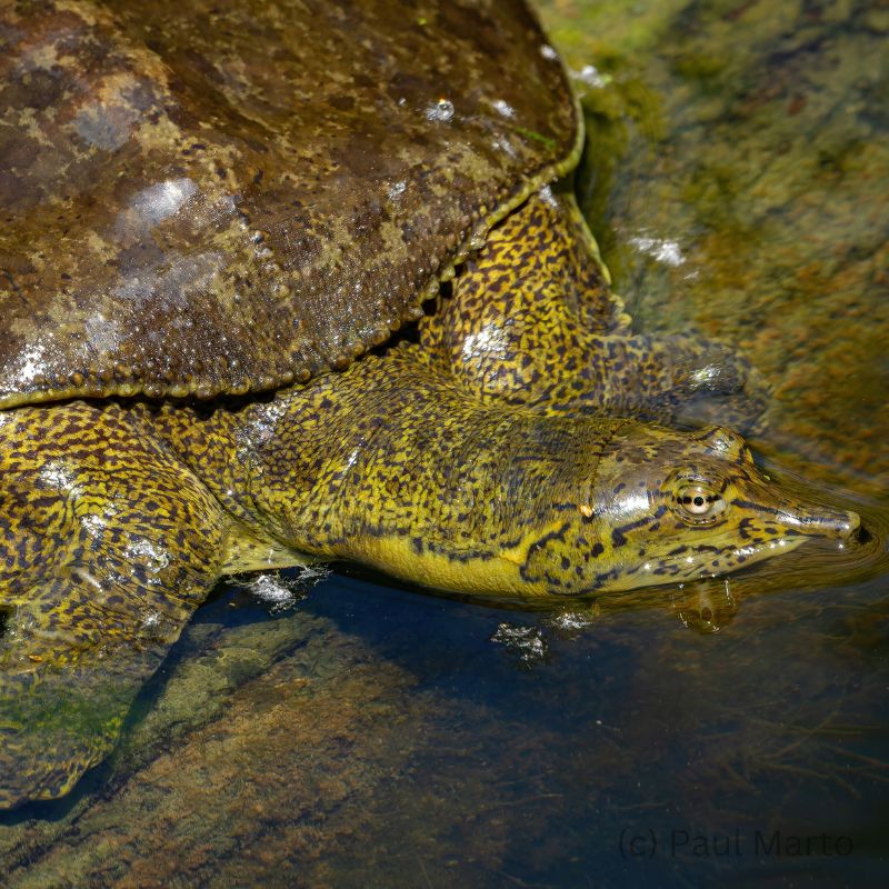 Heard Natural Science Museum and Wildlife Sanctuary