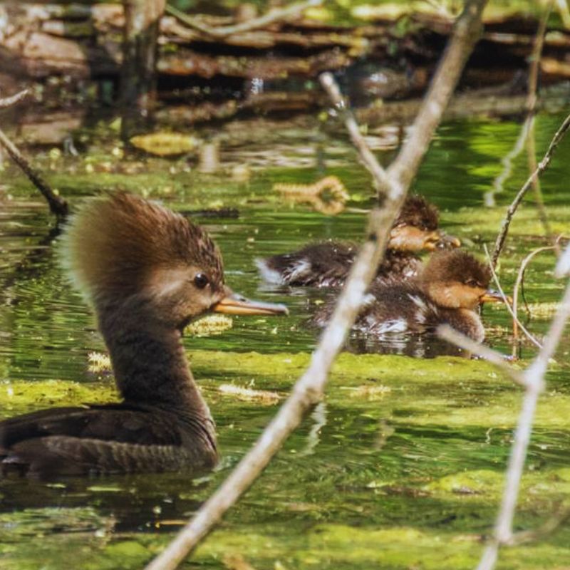 Heard Natural Science Museum and Wildlife Sanctuary