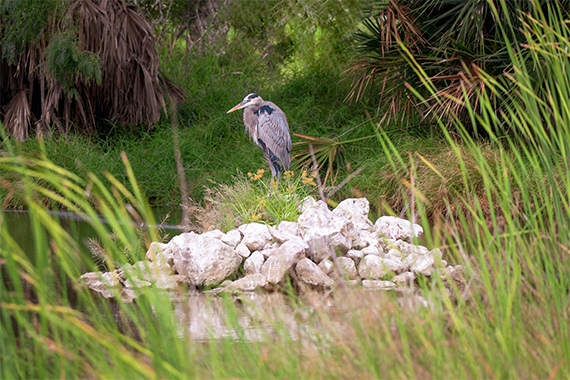 Aransas Pathways