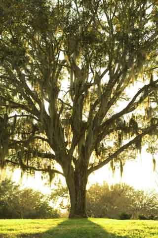 Angleton Tree