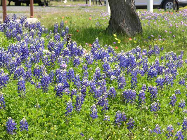 Bandera, Texas