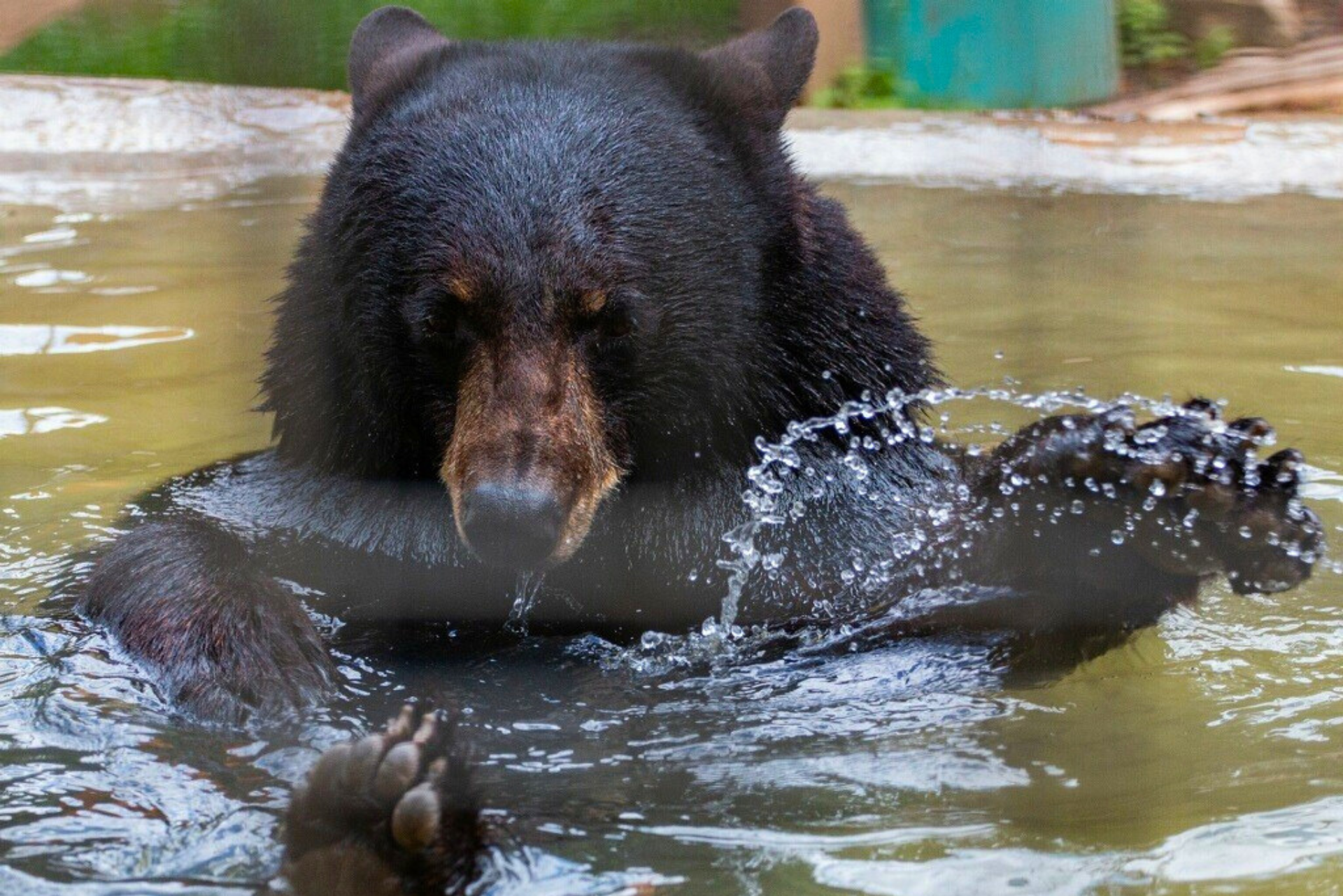Austin Zoo