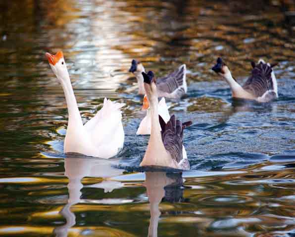 Visit Boerne