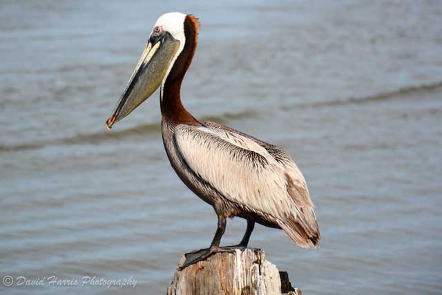 Bolivar Peninsula - Crystal Beach