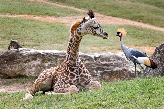 asian forest cameron park zoo
