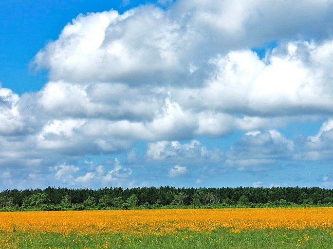 Chambers Wild, Texas