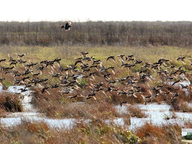 Chambers Wild, Texas