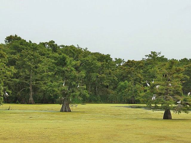 Chambers Wild, Texas