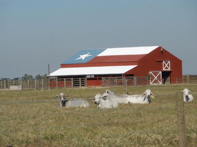 Chambers Wild, Texas