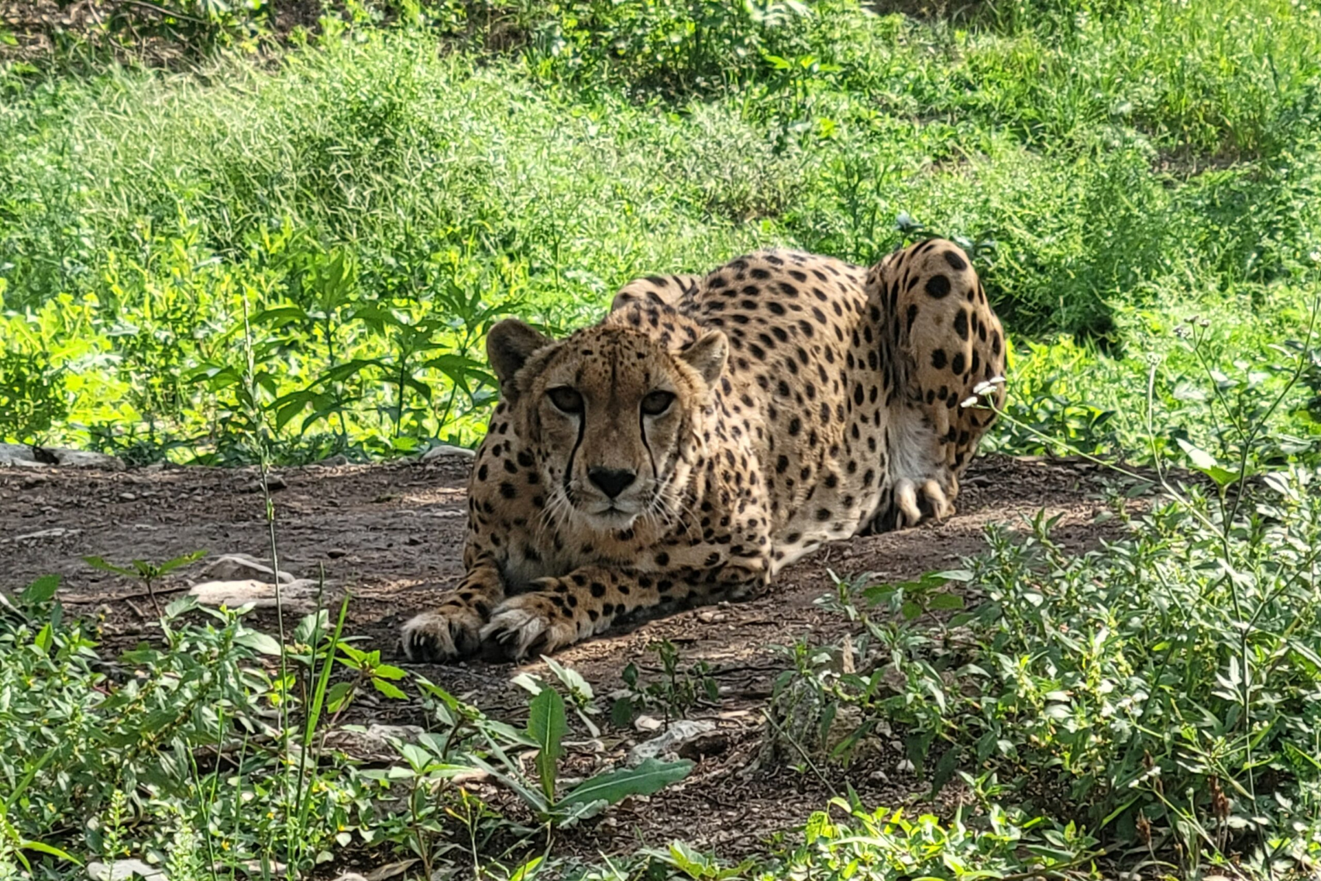Austin Zoo