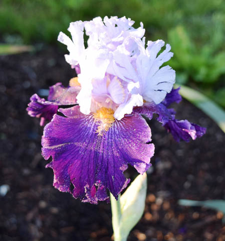 Clark Gardens Botanical Park
