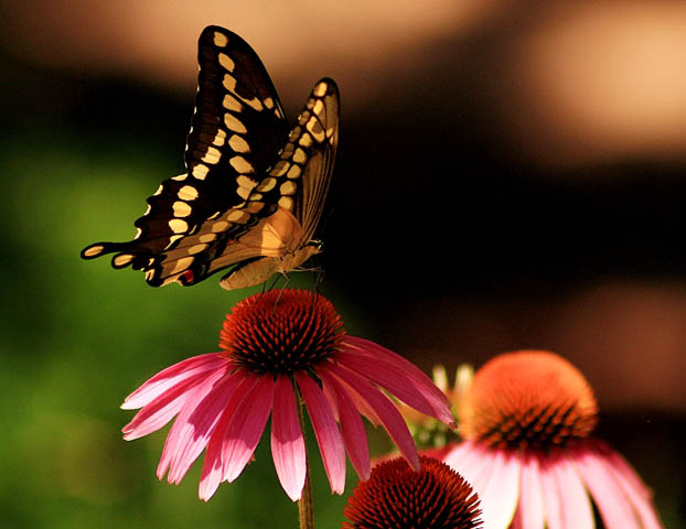 Clark Gardens Botanical Park