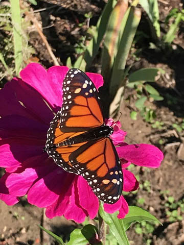 Clark Gardens Botanical Park