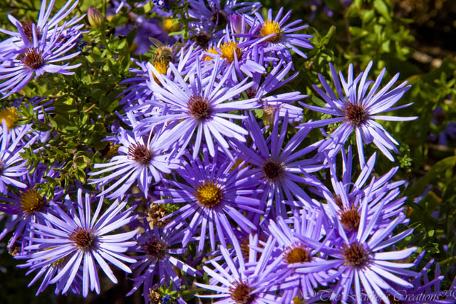 Clark Gardens Botanical Park