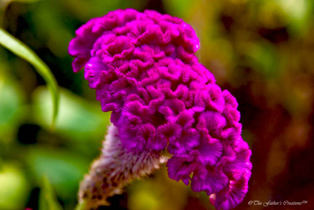 Clark Gardens Botanical Park