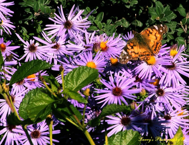 Clark Gardens Botanical Park