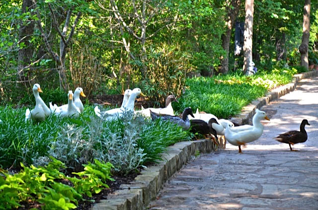 Clark Gardens Botanical Park